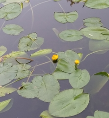 Nuphar lutea