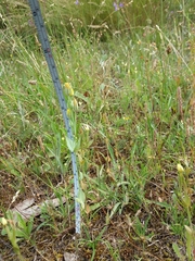 Blackstonia acuminata