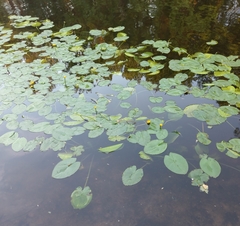 Nuphar lutea