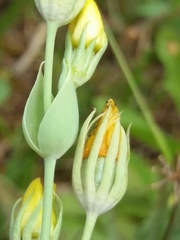 Blackstonia acuminata