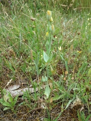 Blackstonia acuminata