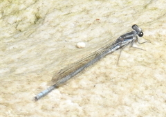 Pseudagrion furcigerum