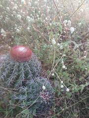 Melocactus zehntneri