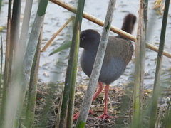 Pardirallus sanguinolentus