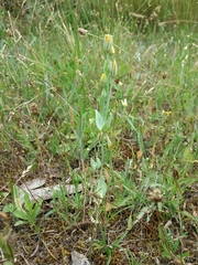 Blackstonia acuminata