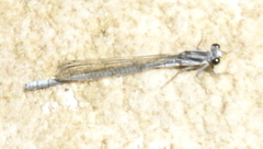 Pseudagrion furcigerum