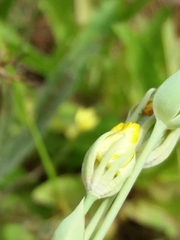 Blackstonia acuminata