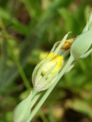 Blackstonia acuminata