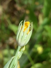 Blackstonia acuminata