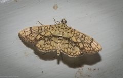 Haritalodes obliqualis