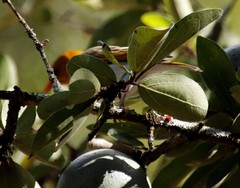 Anaplectes rubriceps rubriceps