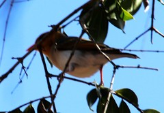 Anaplectes rubriceps rubriceps