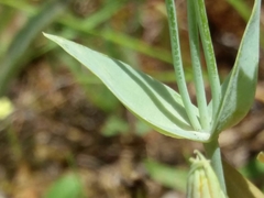 Blackstonia acuminata