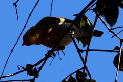 Anaplectes rubriceps rubriceps