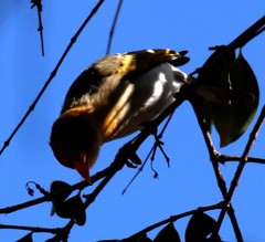 Anaplectes rubriceps rubriceps