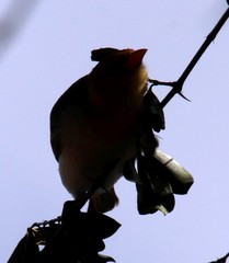 Anaplectes rubriceps rubriceps