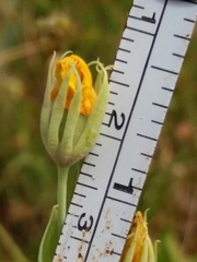 Blackstonia acuminata