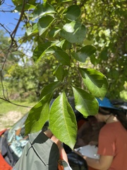 Pisonia aculeata