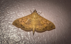 Patania balteata
