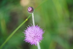 Cirsium pannonicum