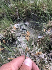 Carex douglasii