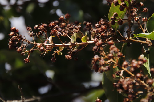 Image of Galpinia transvaalica by (c) Tony Rebelo, some rights reserved (CC BY-SA)