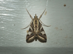 Agrioglypta excelsalis
