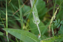 Cirsium pannonicum