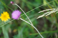 Cirsium pannonicum