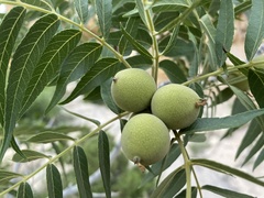 Juglans microcarpa
