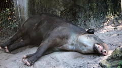 Tapirus