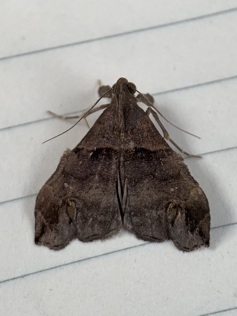 Lascoria alucitalis