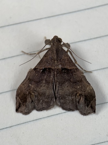 Lascoria alucitalis