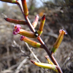 Adromischus filicaulis