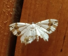 Eversmannia exornata