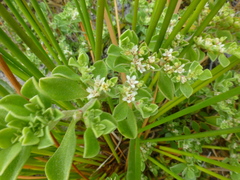 Aizoon pubescens