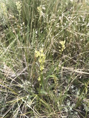 Melanthieae
