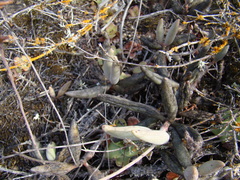 Adromischus filicaulis