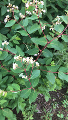 Apocynum androsaemifolium