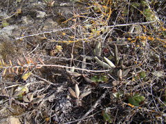 Adromischus filicaulis