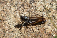 Gomphocerus sibiricus sibiricus