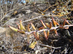 Adromischus filicaulis