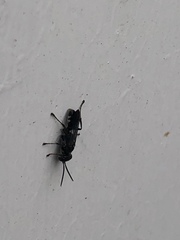 Lyroda
