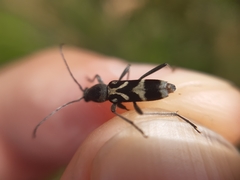 Chlorophorus figuratus