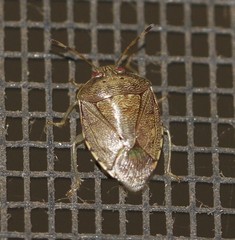 Menida spectabilis