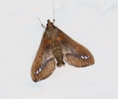 Diaphania fumosalis