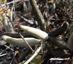 Adromischus filicaulis
