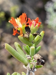 Mestoklema tuberosum