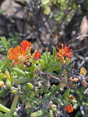 Mestoklema tuberosum