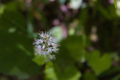 Tiarella nautila